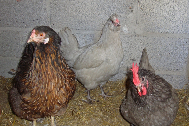 Lavender araucana, Mailis Design
