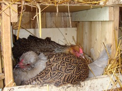 Brahma ja lavendel araucana, Mailis Design