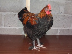 Copper black marans kukk, Mailis Design