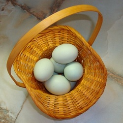 Araucana eggs
