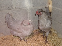 Lavender araucanad