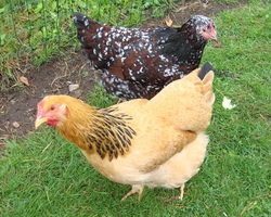 Buff & Speckled sussex