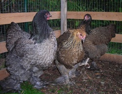 Brahma