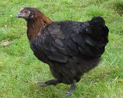 Copper black marans