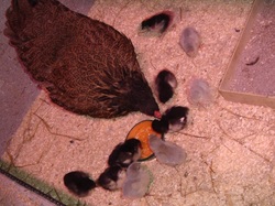 marans ja araucana tibud