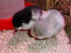 Copper black marans, lavendel araucana