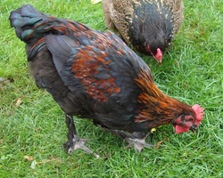 Copper Black Marans