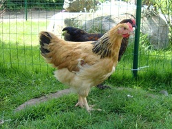 Buff sussex kukk