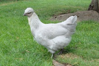 Lavendel araucana ja copper black marans ristand