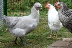 lavendel araucana, helesinised haudemunad