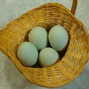 Lavendel araucana haudemunad, sinise muna tibude müük