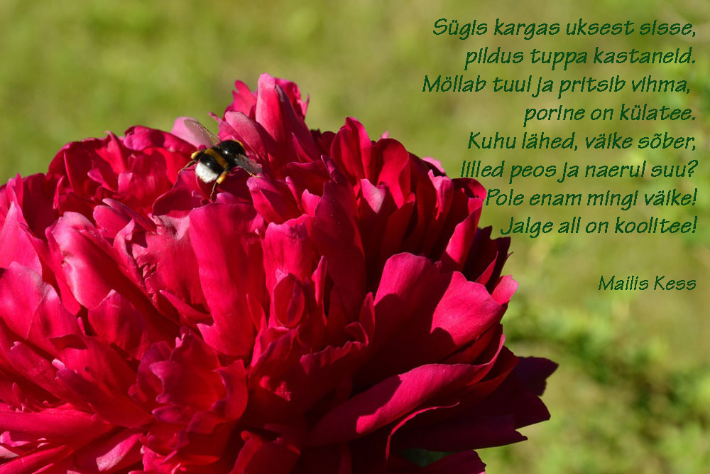 Picture